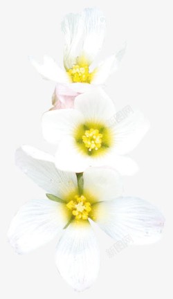 白色桃花花朵植物花瓣素材