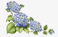 蓝色夏季花朵素材