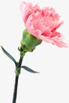 粉色鲜花花朵植物康乃馨素材