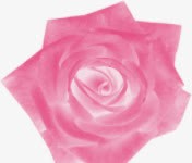 粉色盛放玫瑰花苞七夕素材