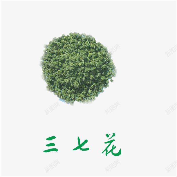 三七花png免抠素材_新图网 https://ixintu.com 中药 本草纲目 草药 药材