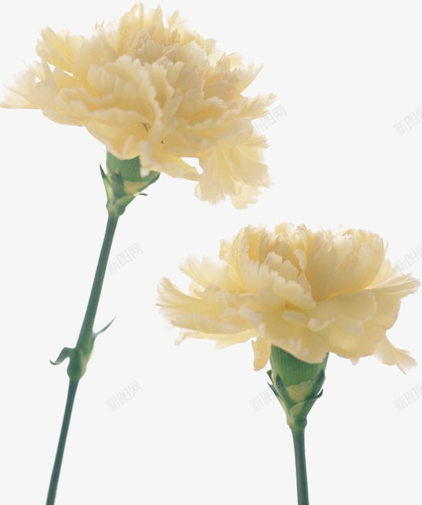 白色康乃馨png免抠素材_新图网 https://ixintu.com 两只 康乃馨 植物 白色 简约 自然 花朵 装饰