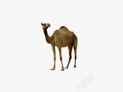 特立独行独行的骆驼高清图片