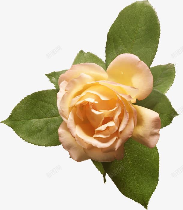 手绘花朵抽象鲜花png免抠素材_新图网 https://ixintu.com 唯美 唯美背景图片 抽象花朵 植物花卉 花朵海报 花朵海报背景 鲜花 鲜花元素