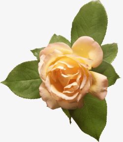 手绘花朵抽象鲜花素材