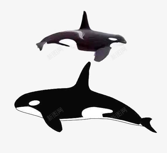 凶猛动物png免抠素材_新图网 https://ixintu.com 哺乳类 海上霸王 虎鲸 鳍 黑色 黑色虎鲸
