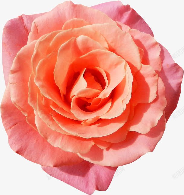 一朵粉色的花png免抠素材_新图网 https://ixintu.com 手绘 简图 粉色 花朵