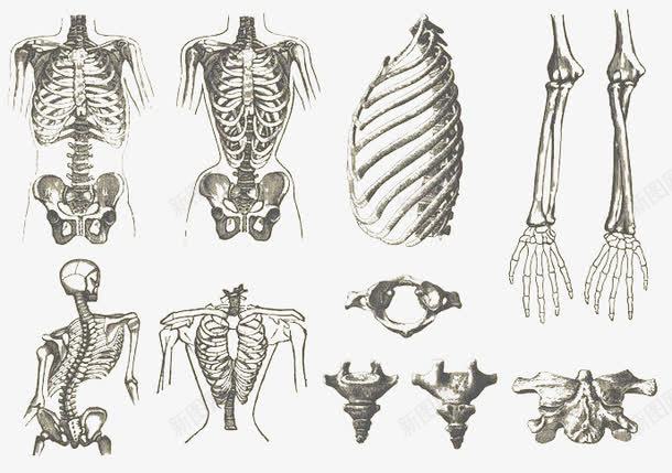 人体模具png免抠素材_新图网 https://ixintu.com 人体 模具 肋骨 胸骨