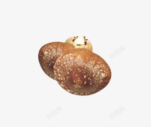 两颗香菇png免抠素材_新图网 https://ixintu.com 两颗 褐色 香菇