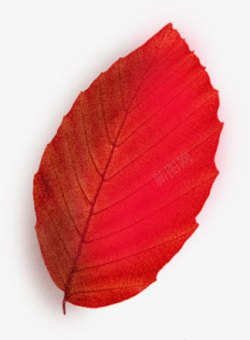树木树叶红色树叶清晰脉络高清图片