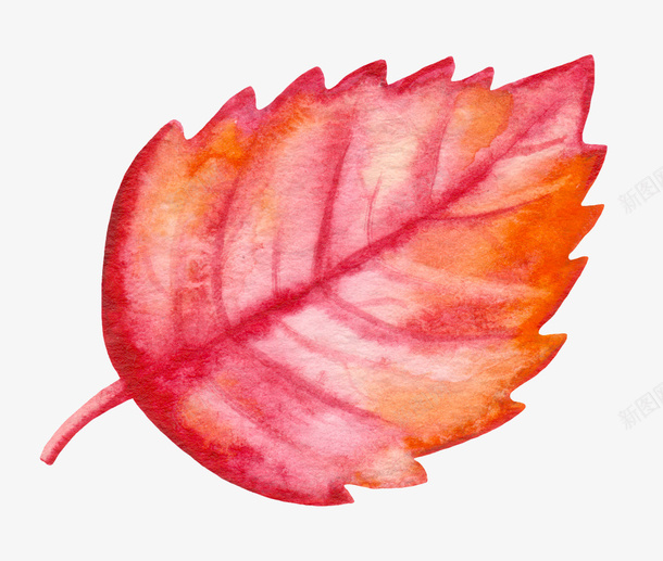 手绘的一片红树叶png免抠素材_新图网 https://ixintu.com 卡通手绘 叶子 树叶 树叶子 植物 红叶 红树叶 装饰图