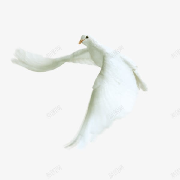 白色白鸽装饰元素png免抠素材_新图网 https://ixintu.com 和平友好 白色 白鸽 装饰 鸽子
