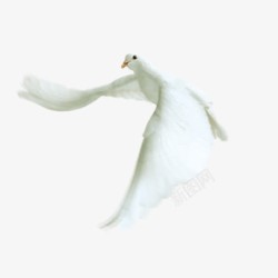 和平友好白色白鸽装饰元素高清图片