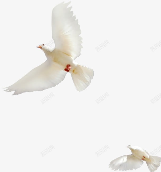 白色和平鸽翱翔放飞png免抠素材_新图网 https://ixintu.com 和平鸽 放飞 白色 翱翔
