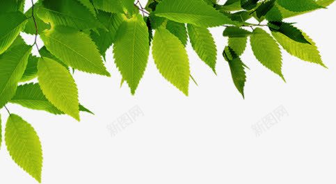 摄影合成绿色的树叶植物效果png免抠素材_新图网 https://ixintu.com 合成 摄影 效果 树叶 植物 绿色