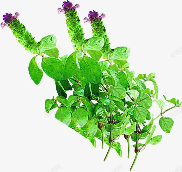 绿色植物紫色花朵png免抠素材_新图网 https://ixintu.com 紫色 绿色植物 花朵