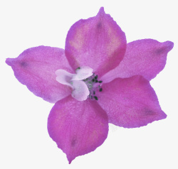 花魁紫花魁高清图片
