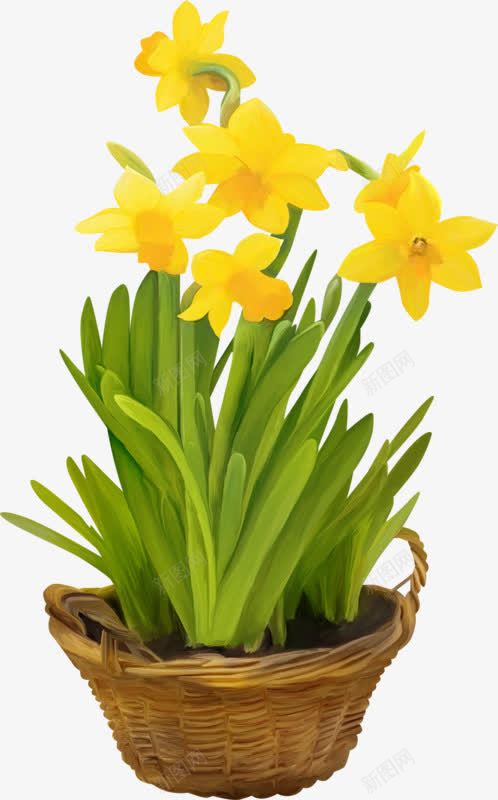 手绘黄色水仙花png免抠素材_新图网 https://ixintu.com 手绘 水仙花 花朵 黄色