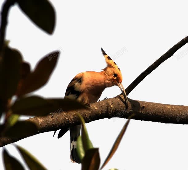 啄木鸟捉虫子png免抠素材_新图网 https://ixintu.com 啄木鸟图案 图片 树枝 站在树上 透明