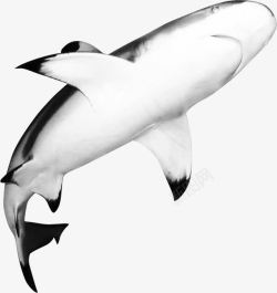 深海鲨鱼素材