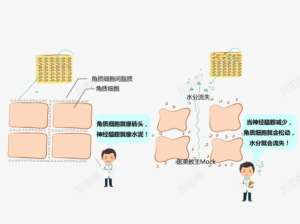 皮肤细胞png免抠素材_新图网 https://ixintu.com 卡通 皮肤 皮肤细胞 素材 细胞