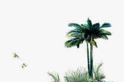 笔直的树椰子树高清图片