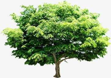 绿树景观植物树木png免抠素材_新图网 https://ixintu.com 景观 树木 植物 绿树
