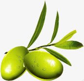 绿色卡通新鲜橄榄素材
