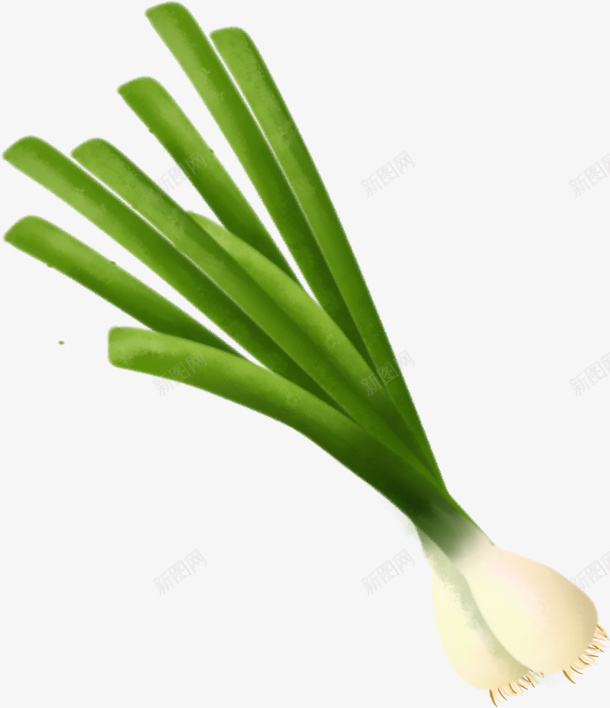 手绘蔬菜葱png免抠素材_新图网 https://ixintu.com 手绘 插画葱 素材 葱 蔬菜