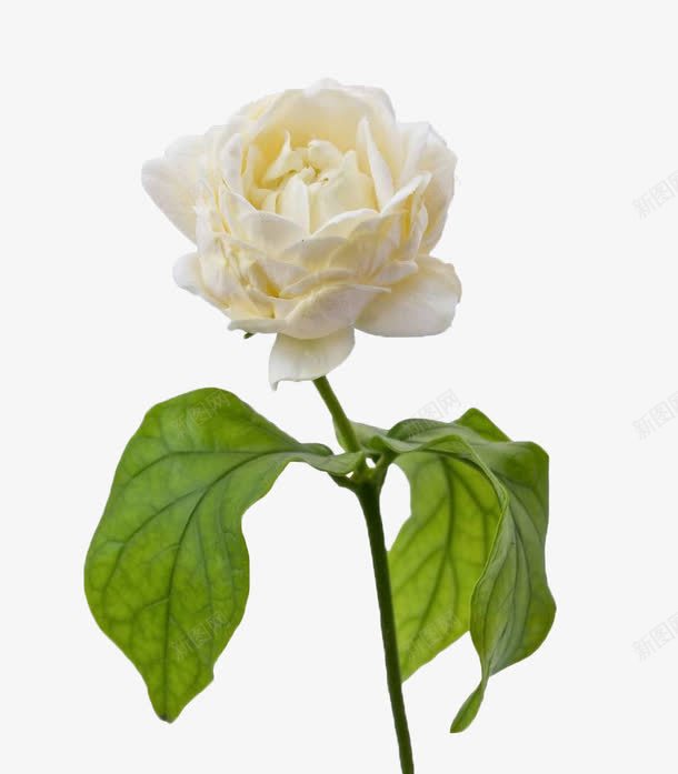 白色花卉png免抠素材_新图网 https://ixintu.com 白色 花卉 花瓣 花苞 茉莉花 茉莉花瓣