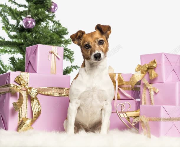 站在圣诞礼物前的狗狗png免抠素材_新图网 https://ixintu.com 圣诞树 圣诞狗狗 礼物 节日