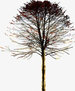 环境渲染效果树木创意合成素材