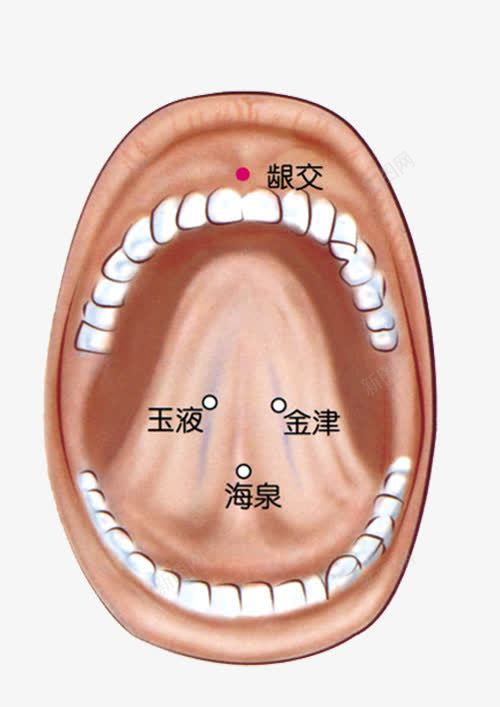 人体口腔正面舌头穴位分布png免抠素材_新图网 https://ixintu.com 人体 人体穴位 分布 口腔 正面 穴位 舌头