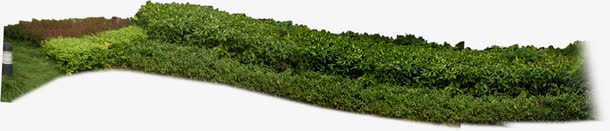 绿色植物树林装饰png免抠素材_新图网 https://ixintu.com 树林 绿色植物 装饰