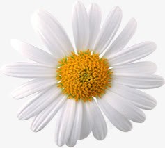 白色简约花朵美景素材