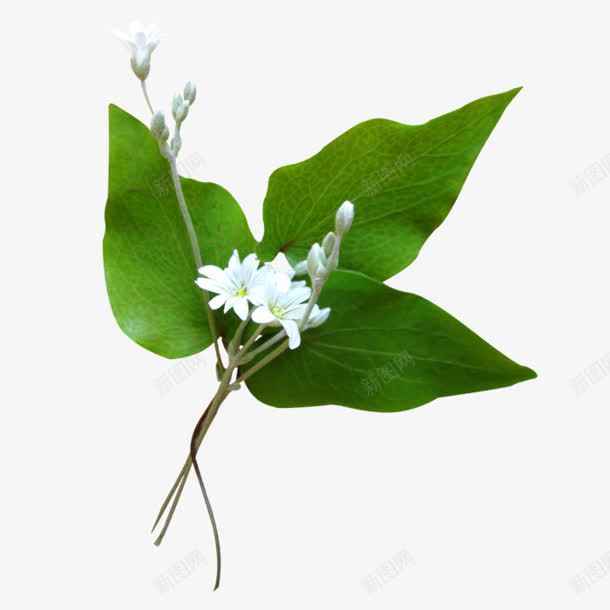 绿色长圆形叶子白色花朵png免抠素材_新图网 https://ixintu.com 叶子 圆形 白色 绿色 花朵