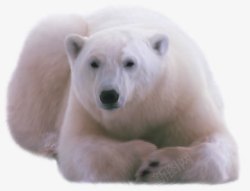 正在休憩的正在休憩的北极熊高清图片