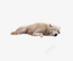 白色睡觉可爱狗素材