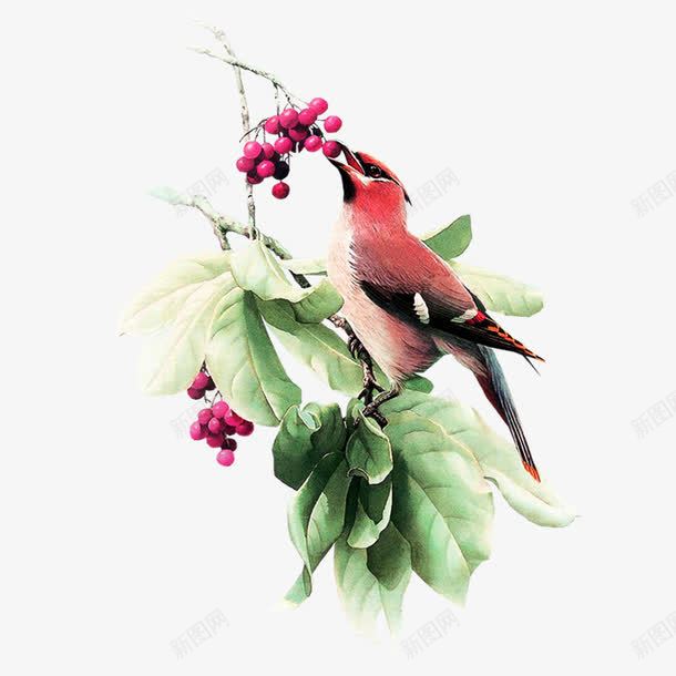 吃水果的鸟png免抠素材_新图网 https://ixintu.com 吃水果的鸟 啄木鸟 鸟