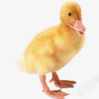 小黄鸭png免抠素材_新图网 https://ixintu.com duck 家养鸭子 家禽 小黄鸭