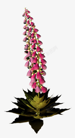 创意抽像画免费下载植物花卉装饰高清图片