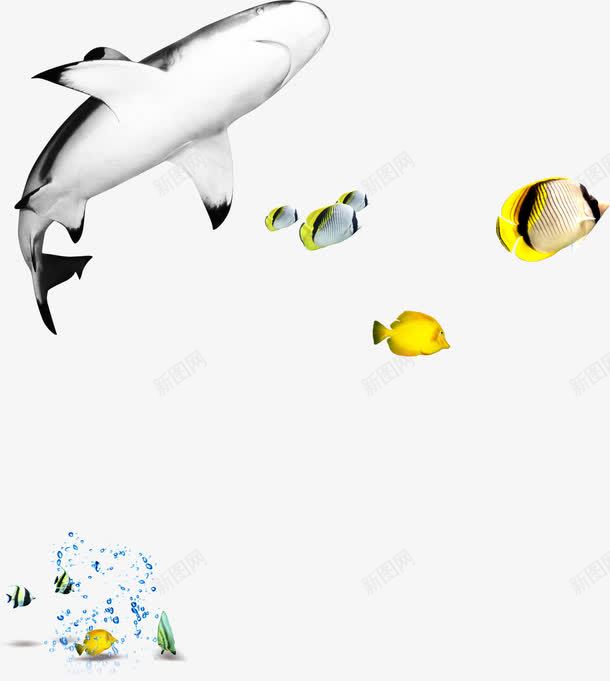 白色鲨鱼黄色海鱼png免抠素材_新图网 https://ixintu.com 海鱼 白色 素材 鲨鱼 黄色