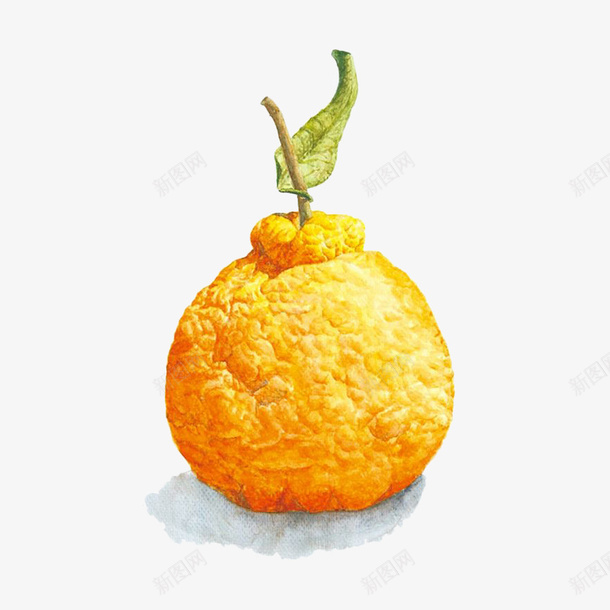 卡通手绘香橙png免抠素材_新图网 https://ixintu.com 卡通 手绘 插画 桔子 橘子 橙子 水果 设计 香橙 香橙卡通