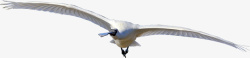 鹭滑翔的黑脸琵鹭高清图片