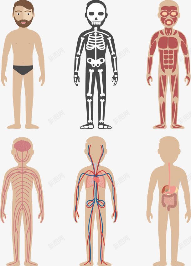 手绘人体png免抠素材_新图网 https://ixintu.com 人体 人体轮廓图 医疗 卡通 手绘 透视