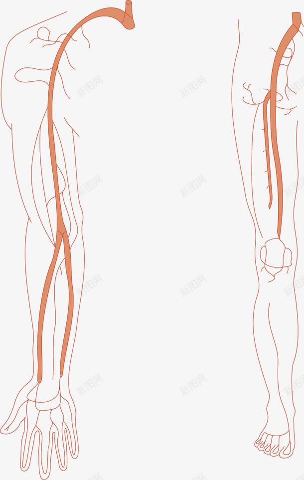 肩膀大腿png免抠素材_新图网 https://ixintu.com 筋 肌肉 骨骼