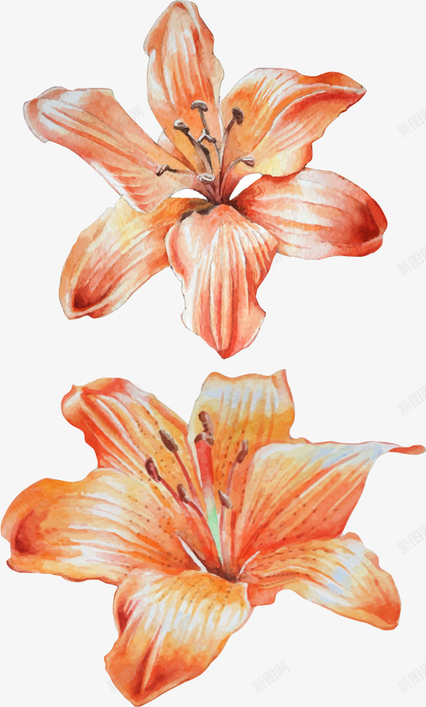 水彩两朵花png免抠素材_新图网 https://ixintu.com png图形 png装饰 手绘 植物 水彩 花朵 装饰