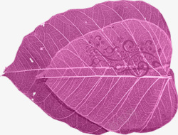 紫叶装饰素材
