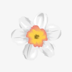 白色花瓣的小花素材