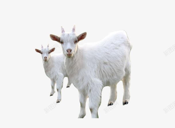 奶白色绵羊png免抠素材_新图网 https://ixintu.com 动物 小羊 生物 绵羊